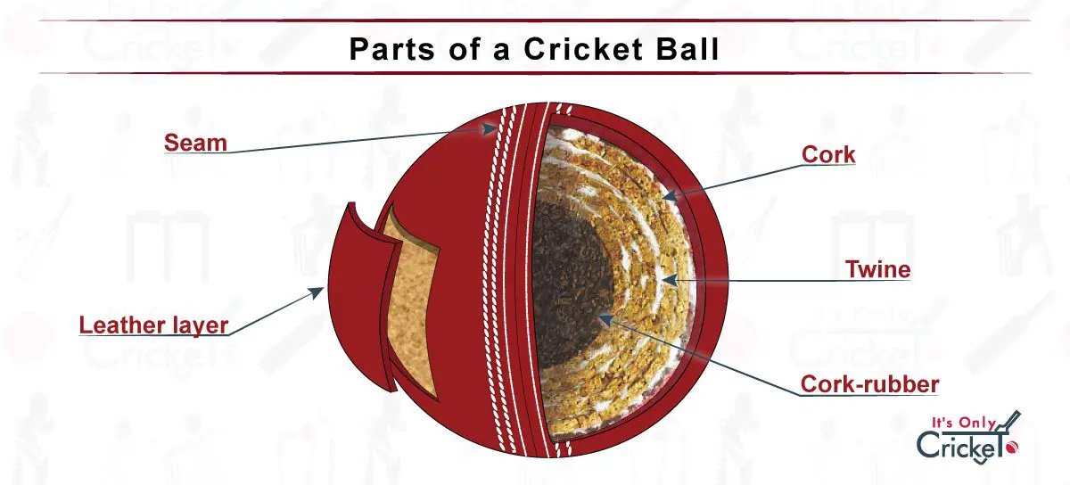 Parts of a Cricket Ball - Anatomy