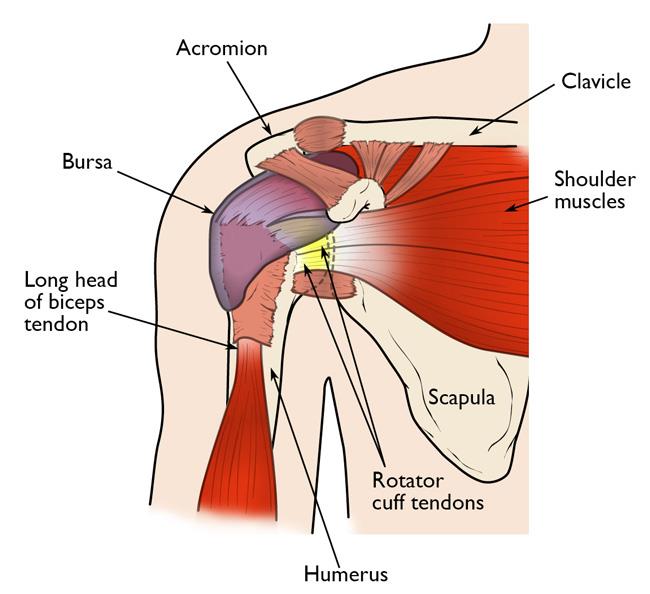 Common Shoulder Injuries